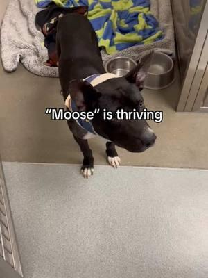 Dog on the street #NewYear Update on Moose 🫎 #dog #rescue #Love and #healing #journey Moose is #thriving but still has a long road ahead #thankyou to everyone who donated