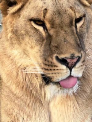 Pretty princess Prada and her big cat blep 👅👑. #lion #lioncub #lioness #lionpride #lionblep #tongueout #blep #catblep #funnycat #funnycatvideo #prettyprincess #rescuecat #rescuedcat #wildcatsanctuary 