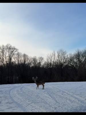 #hunter #hunt #treestandhunting #droptines #treestand #huntinglife #buck #bucks #buckscounty #deer #antlers #antler #huntingusa🇺🇸 #giant #bigbuck #bigbucks #snow #buckfever #winter #winterwonderland #foryoupage #fyp #fypシ #fypシ゚viral #fypage 