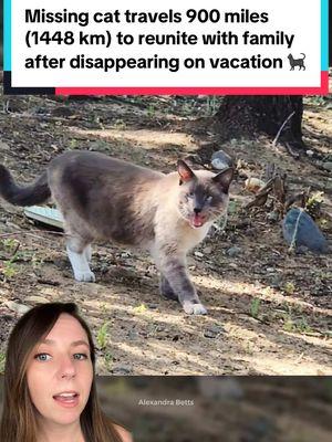 This cat traveled an incredible 900 miles (1,448 km) to reunite with his family after disappearing on a camping trip. 🏕️ Thanks to a woman who recognized that Rayne Beau was clearly a pet and worked with him for days to earn his trust, he was given a second chance. 💙  Against all odds, Rayne Beau is now home safe and sound, enjoying a cozy indoor life. He’s fully recovered from his ordeal and his family couldn’t be happier. 🐈‍⬛  📸Susanne and Benny Anguiano / Alex Betts / CBS / KSBW #cat #cats #catrescue #animals #goodnews 