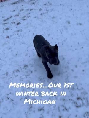 The dogs learned to love the snow ☺️#italianmastiffcanecorso #canecorso #canecorsopuppy #karmascorsocrew #bigdog #memories #