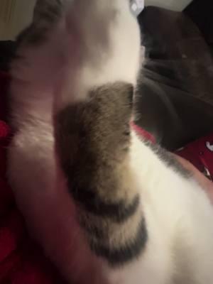 He loves his thumbkin🥰 #fypシ #foru #foryoupage #catsoftiktok #catlover #catpaws #cats 