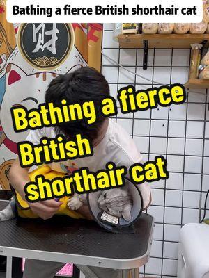 Bathing a fierce British shorthair cat 🐈  Ultimate Cat Grooming & Safety Guide: Nail Trimming, Ear Cleaning, Bathing Tips & First Aid In this comprehensive video, watch as a caring young man demonstrates gentle and effective ways to groom his adorable cat while prioritizing both animal welfare and owner safety. The video walks you through essential cat care steps such as nail trimming, removing foot hair, cleaning ears, and bathing, explaining why each step is crucial for the cat's health and comfort. From the moment you hit play, you might wonder if the cat is being mistreated, but rest assured, the approach is compassionate and professional. The narrator engages viewers with thoughtful questions like, If you had a cat like this, would you give it a bath? This invites you into a conversation about pet care responsibilities and empathy. The step-by-step process highlights how regular grooming prevents scratches on furniture, infections, and other health issues, ensuring a happier, healthier pet. Additionally, the video covers important safety measures for pet owners. It provides clear instructions on how to handle accidental scratches or bites during grooming - starting from immediate wound cleaning, disinfection, stopping bleeding, and monitoring for signs of infection to seeking timely medical advice. The guide emphasizes staying calm and using gentle techniques to reduce stress for both cat and owner. This engaging content not only educates cat owners on proper grooming techniques but also equips them with first-aid knowledge to handle unexpected injuries. The detailed explanation and practical tips help build confidence in caring for a pet safely, fostering a closer bond between humans and their furry companions. If you love cats, want to learn expert grooming tips, or need advice on handling cat-related injuries, this video is a must-watch. Your support through likes, reposts, and comments encourages more informative content! Hashtags: #CatGrooming #CatCare #CatCareTips #PetSafety #CatFirstAid #CatBath #CatBathing #PetHealth #AnimalWelfare #CatLover #DIYPetCare #TikTokPets #Cat #TikTokCat #britishshorthaircat #britishshorthair #satisfy #satisfying #satisfyingvideo #asmr #asmrvideo #catsound #meow 