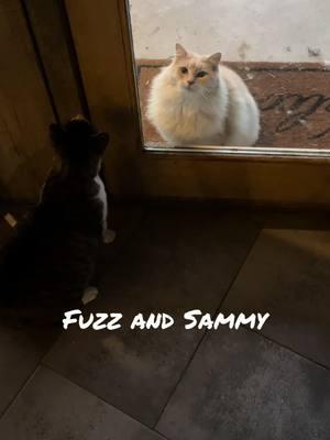 Cats inside and out want to play #fuzz #sammy #foryoupage #fyp #catsoftiktok #playing 