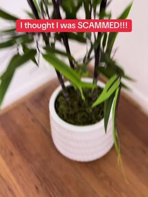 #fauxplants #bambooplant 