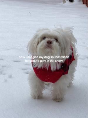 my lil boy cooper loves snow ❄️✨  #snowday #dallaska #dallassnowday #zoomies #puppytiktok #malteseoftiktok #snowpuppy 