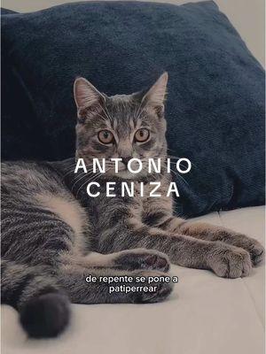 • ANTONIO CENIZA 🐱 • acompañé a @piomusica a adoptar a su michiiiii ✨🥹💕 y fue un día muy feliz. Toda mi vida he tenido gatos y los amo con mi alma, pero desde que partió mi Isi en 2020, no he podido volver a tener uno por temas logísticos 💔 Así que disfruto mucho siendo madrina de los gatos de mis amigos, les agradezco dejarme abrazarlos y amarlos como si fueran míos 😭💕  Un abracito especial para ellos @veronicaherrera @besada____ @imcharliepaez @makumusik 🫂 . . . #adoptaungato #gatitos🐱 #catlove