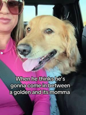 Not happening ✨ #chloeandcalliesgoldenlife #florida #dogsoftiktok #goldenretriever 