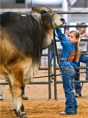 Take me back to a show and no snow’ 🤣  What the heck is happening in texas! Imma need to move south soon! I was made for this weather! 🤣  • 1 more week — Abigail & Pickup Man will be in the ring again together!! Lets go yall! 💪🏼  • #TheV6Ranch #TheV6RanchFam #brahman #brahmancattle #brahmanbaria #fyp #fypシ゚viral #fyppppppppppppppppppppppp #V6Brahmans #viraltiktok #cattleshow #showcattle #fuup 