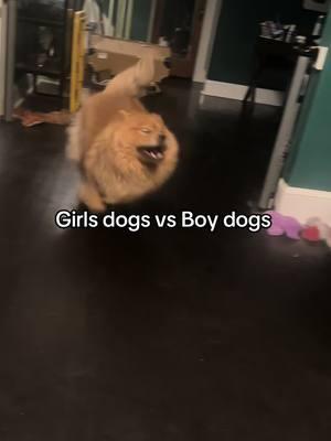 Girls dogs #girldogsvsboydogs #girldogs #chowchow #pomeranian 