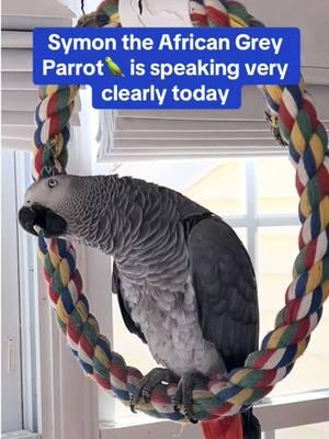 Symon the 3 year old African Grey Talking Parrot is speaking very clearly today🦜💕 Feel my love everyday - get my Symagirl merch today! I have adult and kids Ts, hoodies and mugs! LINK IN BIO! Scroll when you're there to find more of your favorite Symagear!   🦜Symon is a 3 year old female Congo African Grey Parrot, hatched on June 15th 2021 who lives in a cozy country home with her parents, Chris and Sheila, and her two parrot siblings, Mickey and Sunny. Symon is an outgoing and talkative bird who loves to chat with anyone who will listen. Her favorite phrases are "Give me a kiss" and "I love you," which she repeats frequently throughout the day. Symon's family is not just limited to birds, however. They share their home with five rescued cats, including William, Meg, Harry, Gigi, and Garfield. Despite being different species, all of the animals get along famously, and they often play chase around the house. Symon enjoys chatting away to them, asking for kisses and declaring her love. Symon's love for talking is impressive, and she has a vast vocabulary that includes everyday sounds such as phones ringing and doorbells chiming. Her ability to mimic human speech is uncanny, and she often surprises her family with new phrases or sounds. Her favorite, however, remains "Give me a kiss" and "I love you," which she repeats whenever anyone approaches her cage. Symon's playful personality and impressive vocabulary bring joy and laughter to her family's daily routine. They often spend hours chatting with her, listening to her mimic their laughter or repeat phrases they have taught her. Her affectionate nature also endears her to her animal siblings, and they often cuddle up against her cage, enjoying the attention from their feathered friend. Despite her small size, Symon has a big presence in the household, and her family cherishes each and every moment spent with her. She is a beloved member of the family, and her favorite phrases "Give me a kiss" and "I love you" have become a cherished part of their daily routine. Symon's love for talking and her affectionate nature make her a unique and special member of the family, bringing laughter and joy to everyone around her. Funny African Grey Parrot video Types of African Grey Parrots Teaching a parrot to talk African grey bird Parrot Learning to talk Best African Grey Talking Parrot African Grey Parrot Sounds Funny Talking Birds African Grey Playing Alex the talking Parrot Irene Pepperberg Parrot Education African Parrot Videos African Grey Parrot sounds talking Birds having fun Birds of TikTok How do parrots talk Birds videos why do parrots dance #babyparrot #congoafricangrey #africangrey #africangreyparrot #parrot #parrotsoftiktok #africanparrot #africanparrots #parrotsoftiktok #greyparrots #africangreysoftiktok #symonpapps #congoafricangreysoftiktok #cag #talkingparrots #talkingparrot #parrotlovers #parrotlife #funnyparrot #talkingbird #africangreylover #bird #funnyparrot #crazyparrot #Africangreyparrotsoftiktok #girlpower #sillyparrot #babyparrot #talkingparrot #congoafricangrey #africangrey #africangreyparrot #parrot #parrotsofinstagram #africanparrot #africanparrots #parrotsofinstagram #greyparrots #africanparrotsofinstagram #symontheafricangreyparrot #Love#africangreyparrotsofinstagram #petsofinstagram #birds #cag #talkingbird #crazybird #playbird #crazybird #birdsofinstagram #sillybird #parrots #happybird #talkingparrot #cag #birdlover #crazy #parrot #africangreyparrot #babyparrot #bird #parrotlife #africangrey #crazyparrot #funnyparrot #parrot #birds #parrots #africangreyparrots #parrotsong #parrottalking #parrotlover #parrotvideo #parrotvideos #starwars #starwarstheme #letsgo #iloveyou #givemeakiss #Love #apples #grapes #kiss #bigkiss #backtowork #amazonparrot #yellownapedamazon #dirtybird #bananas #fyp