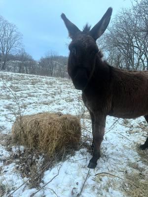 #fallowgroundfarm #winterfarming #sheep #sheepdog #lgd #donkey 