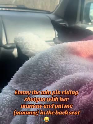 #emmy #emmytheminpin #minpin #ridin #shotgun #wit #mamaw #an #put #mom #inthe #backseat 