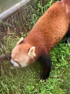 all my socials are linked in my bio. I hope this bs law doesn’t get passed and I hope this app sticks around. but for now, we wait. here’s a red panda.  #tiktokban #redpanda #sfzoo #sanfranciscozoo #zoo #zooanimals #fyp #foryoupage #foryou 