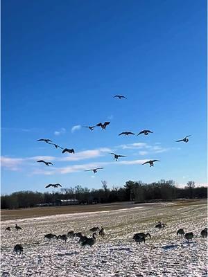 Don’t get much better! #flightcancelledoutfitters #moltgear #sitkagear #americanraisedoutdoors🇺🇸 #guide #fyp #foryoupage #rogerssportinggoods 