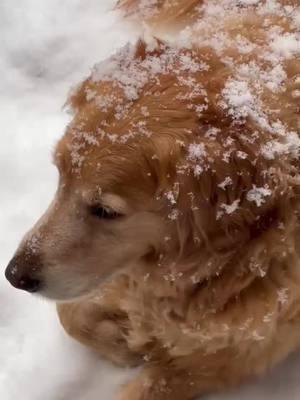 Video credit to my neighbor, Allie! #goldenretriever #goldenretrieverlife #goldensoftiktok #blueridgemountains #appalachia #fyp #foryour #fy #for #snow #snowflakes #funnydog 