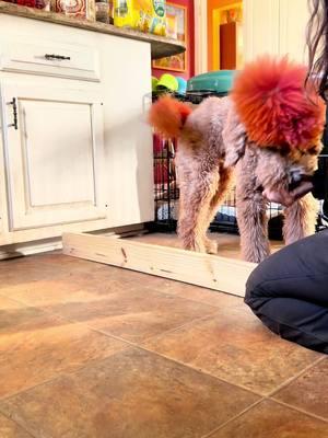 Best thing to do when it’s frigid and windy outside is to do some fun training sessions indoors. Your dog doesn’t have to go stir crazy. #poodle #redpoodle #DogTraining #trainyourdog #dogtricks #dogmomlife #dogtok 