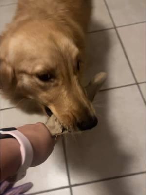 Amazon delivery #amazondelivery #viral #goldenretriever #perrostiktokers #goldenretrieverlife #dogsoftiktok #frida #tiktoklatino #talentotiktok #perritostiktokers 