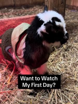 Welcome to the Farm little ones! #goats #dwarfgoats #farmlife #fyp #cute 