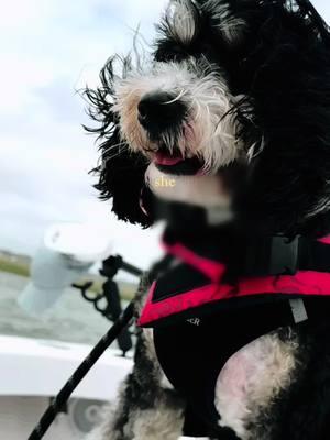 Some dogs chase balls, Mika chases the perfect shot! 🐾📸✨ #LifeOfMika #PawfectModel #BernedoodlesOfInstagram #DoodleStar #DogPhotography #FluffyAndFabulous #PawsAndPoses #CameraReady #PetInfluencer #DoodleLove