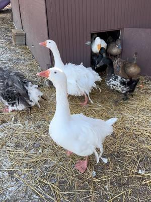 Replying to @🤎 Kelley A. 🤎 it was only 12 degrees this morning. ❄️🥶 #lauxfamilyfarm #farmpond #ducks #geese #ducksoftiktok #farmtok #ducksoftiktok 