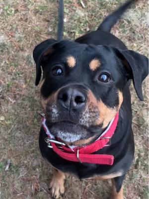 us the moment it warms up the tiniest bit #imisssummer #rottweiler #rottie #rottiemix #rotty #rottiexbully 