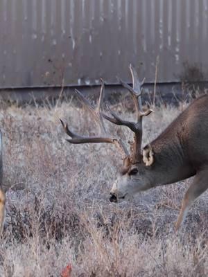 Slingshot is showing his age but he still looks great! #Photography #wildlife #nature #colorado #goodbull #buck #deer #muledeer #muley #wildanimals 