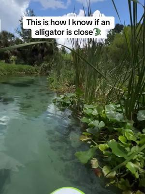 GATOR CHECK #inflatable #paddleboard #speings #alligator #clearwater