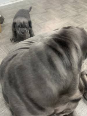 💖💙 #athenatheneo #atlastheneo #fyp #viral #foryourpage #goviral #fypシ #tiktokviral #mastiff #neapolitanmastiff #dogmom #dogsoftiktok #mastiffsoftiktok 