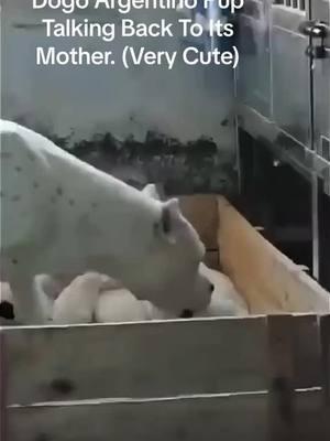 #DogoArgentino #FunnyPuppies #FunnyPuppy #FunnyDogs #SillyPuppy #ViralFeed#DogoArgentino