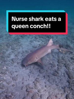 This was the coolest day ever 🥹 #queenconch #nurseshark #ocean #beachtok #underwater #underwatertiktok #shark #seashells #florida 