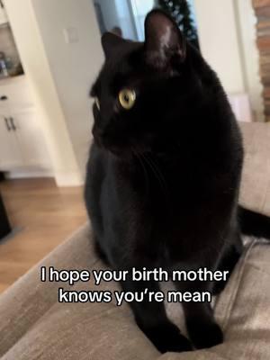 The only toxic relationship anyone needs 👹 #meancat #funnycatvideo #blackcat 