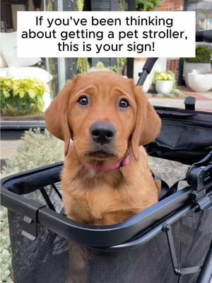 If you are a dog mom or dad who’s been looking for a pet stroller, this is your sign to check out the Pootler! 🤍 #petstroller #dogmom #dogdad #dogsoftiktok #puppy #dogtips #pettips #amazonfinds 