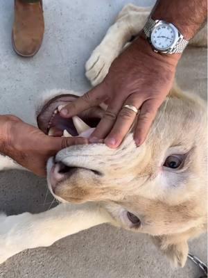 GRABBING A LIONS TEETH😳🦁 The UAE Lion King sure knows what he’s doing and it takes a lot of work and trust to be able to grab a lions teeth😳 He has rescued and raised a ton of different animals and It’s wild to see how much they love him🤩 The only reason I even felt comfortable being next to this beast is because of him😅 His relationship with his animals is a two way street and anyone can see that from a mile away🙌  • • • • #livingthedream #closeup #lion #lionking #bigcat #cat #wow #amazing #kitty #meow #kittycat #animals  #video #reptile #zoo #dubai #uae #funny #beautiful #animals #teeth #tik #tok #tiktok #tiktokanimals 