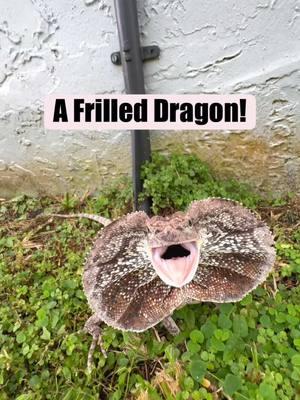 A FRILLED DRAGON!!!#frillednecklizard #frilleddragon #lizard #reptile #animals #jurassicpark #fyp 