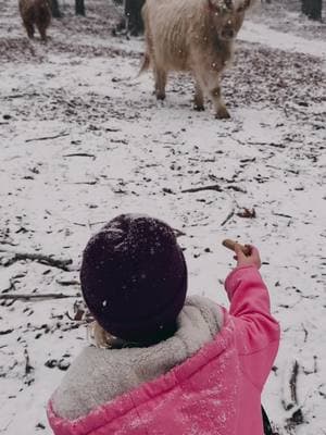 Snow Day Snacks 😍 #c5farm #highland #fluffycow #cow #ag #farmgirl #cute #fyp #farm #farmlife #snow #winter #foryourpage #fy 