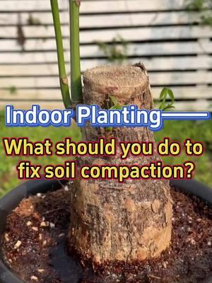 #indoorgarden #soilcompaction #fertilizer #houseplants #planttips #indoorplants #gardening #homegarden #plants #gardentips #planting 