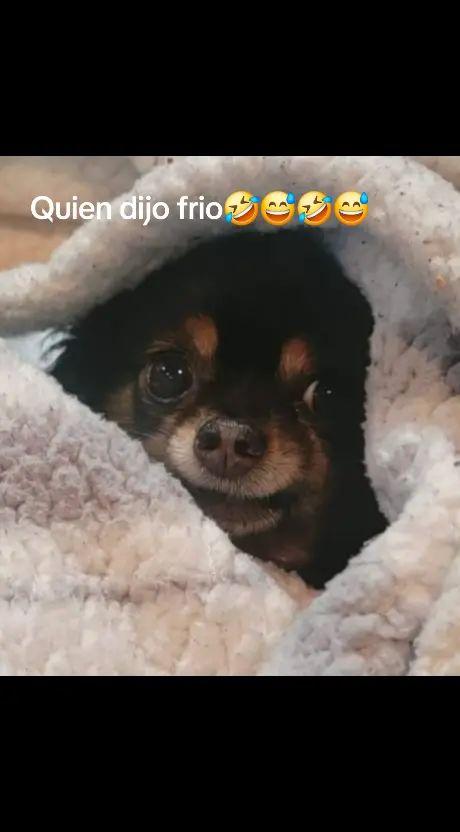 #parati #viral #fyp #chihuahuapuppy #amoamiperro 