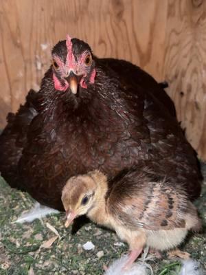 Replying to @Tiffany Where did this baby peacock come from?? #chicken #peachick #notmybaby #cute #fyp 