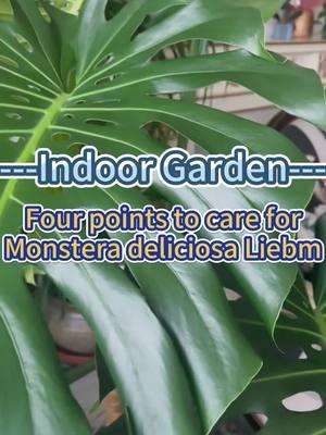 #gardening101 #indoorgarden #garden #gardenplants #indoorplants #homegarden #plantcare #indoorplanting #plantcaretips #houseplants #gardening #monsteradeliciosa 