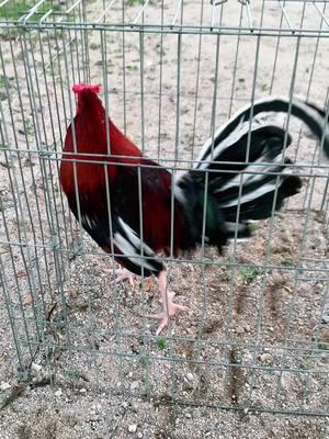 Kelso cardinal x kelso 20k #gallo #ranchero #gamefowl #gallosamericanos🇺🇲🐓🇲🇽 #gallofino #kelsogamefowl #corridos 