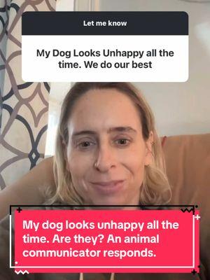 My dog looks unhappy all the time. Are they? An animal communicator responds. #animalcommunication #animalcommunicator #petpsychic #petpsychicreading #petcommunicator #petcommunication #animalpsychic #petmedium #caninecommunication #felinecommunication #talktoanimals 