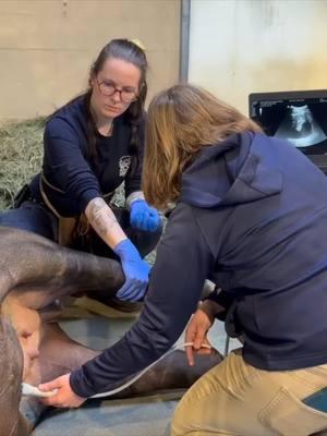 Yuna, our pregnant endangered Malyan tapir, is receiving another ultrasound behind the scenes. The recent ultrasound revealed healthy movement and a strong heartbeat. After a 13-month gestation period, a single tapir baby called a calf is born—twins are very rare. #animalcare #tapir #zoo #ultrasound