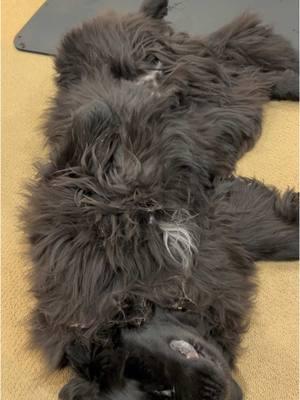 Ollie’s New Years Resolution = more belly rubs ❤️ #Newfoundlanddog #newfoundlandpuppy #littlemissopinionated #newfoundlanddog #newfoundlandsoftiktok by#newfie #newfiesoftiktok #brownnewfie #cocopuffthenewf #dogtok #puppiesoftiktok #puppylove #newfs #newfsoftiktok #dogsofttiktok #bigdog #browndogs #puppyoftheday #puppylife #newfoundlandsarethebestdogsever #giantbreedlovers #giantbreed #newf #cutedogs  #giantbreedlovers #giantbreedsoftiktok #newyearsresolution #bellyrub