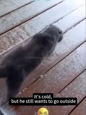 The cat  that insists on going outside in winter #cat#catsoftiktok#catlover#funny#funnyvideos#foryou#fypage#fypツ#funnycat#funnytiktok#cats