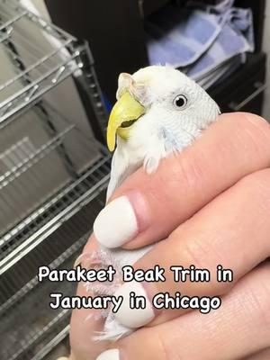 Shout out to bird owners that always put safety first!! Please remember, carriers should be covered with heavy blankets at any temperature below 60 degrees!! (Or in this case, winter coats 😹) #parrotstars #parrot #parakeet #wintersafety #budgie #budgieparakeet