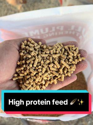 High protein, no waste, quality chicken feed! Kalmbach feeds made the perfect chicken feed for molting season to aid feather growth! 🪶✨ #feed #farmlife #nowaste #chickens #homestead #chickensoftiktok #chickenfarm 