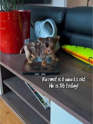 Kermit is 1lb at 6 weeks old. He is a chocolate Merle yorkie #yorkie #kermit #grow #follow #chocolateyorkie #dogmom #happy #friends #spots 