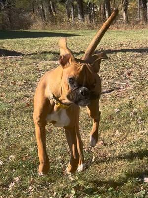 i hope she never stops 🥲 #fyp #dogs #boxer #puppy #adoptdontshop 