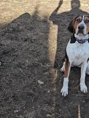 hay senor. que dia. ja ja ja #teamtreeingwalkergt #molinashoundgt #treeingwalkercoonhound #sabuesosgt #huntingtiktok #fyp #foryoupage 